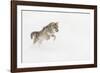 Coyote in snow, Montana-Adam Jones-Framed Photographic Print