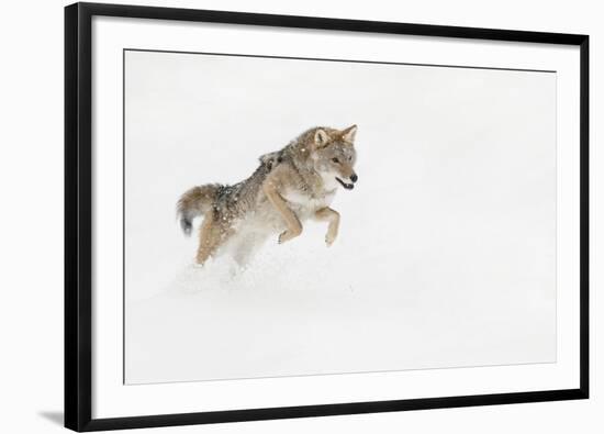 Coyote in snow, Montana-Adam Jones-Framed Photographic Print