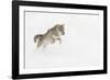 Coyote in snow, Montana-Adam Jones-Framed Photographic Print