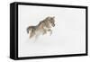 Coyote in snow, Montana-Adam Jones-Framed Stretched Canvas