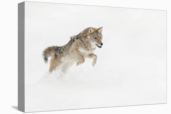 Coyote in snow, Montana-Adam Jones-Stretched Canvas