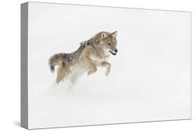 Coyote in snow, Montana-Adam Jones-Stretched Canvas