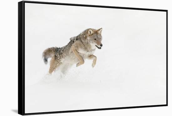 Coyote in snow, Montana-Adam Jones-Framed Stretched Canvas