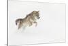 Coyote in snow, Montana-Adam Jones-Stretched Canvas
