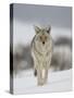 Coyote in Snow, Yellowstone National Park, Wyoming, USA-James Hager-Stretched Canvas