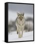 Coyote in Snow, Yellowstone National Park, Wyoming, USA-James Hager-Framed Stretched Canvas