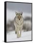 Coyote in Snow, Yellowstone National Park, Wyoming, USA-James Hager-Framed Stretched Canvas