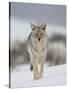 Coyote in Snow, Yellowstone National Park, Wyoming, USA-James Hager-Stretched Canvas