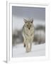 Coyote in Snow, Yellowstone National Park, Wyoming, USA-James Hager-Framed Premium Photographic Print
