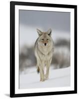 Coyote in Snow, Yellowstone National Park, Wyoming, USA-James Hager-Framed Premium Photographic Print