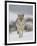 Coyote in Snow, Yellowstone National Park, Wyoming, USA-James Hager-Framed Premium Photographic Print