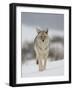 Coyote in Snow, Yellowstone National Park, Wyoming, USA-James Hager-Framed Photographic Print