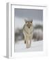 Coyote in Snow, Yellowstone National Park, Wyoming, USA-James Hager-Framed Photographic Print