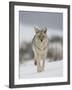 Coyote in Snow, Yellowstone National Park, Wyoming, USA-James Hager-Framed Photographic Print