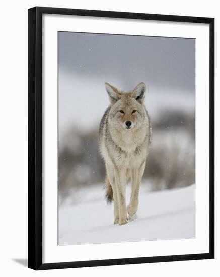 Coyote in Snow, Yellowstone National Park, Wyoming, USA-James Hager-Framed Photographic Print