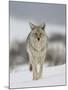 Coyote in Snow, Yellowstone National Park, Wyoming, USA-James Hager-Mounted Photographic Print