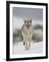 Coyote in Snow, Yellowstone National Park, Wyoming, USA-James Hager-Framed Photographic Print