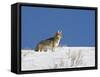 Coyote in Snow, Yellowstone National Park, Wyoming-James Hager-Framed Stretched Canvas