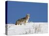 Coyote in Snow, Yellowstone National Park, Wyoming-James Hager-Stretched Canvas