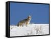 Coyote in Snow, Yellowstone National Park, Wyoming-James Hager-Framed Stretched Canvas