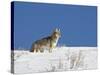 Coyote in Snow, Yellowstone National Park, Wyoming-James Hager-Stretched Canvas