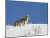 Coyote in Snow, Yellowstone National Park, Wyoming-James Hager-Mounted Photographic Print