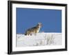 Coyote in Snow, Yellowstone National Park, Wyoming-James Hager-Framed Photographic Print