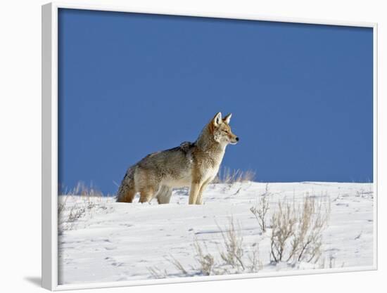 Coyote in Snow, Yellowstone National Park, Wyoming-James Hager-Framed Photographic Print