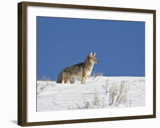Coyote in Snow, Yellowstone National Park, Wyoming-James Hager-Framed Photographic Print