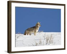 Coyote in Snow, Yellowstone National Park, Wyoming-James Hager-Framed Photographic Print