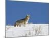 Coyote in Snow, Yellowstone National Park, Wyoming-James Hager-Mounted Photographic Print