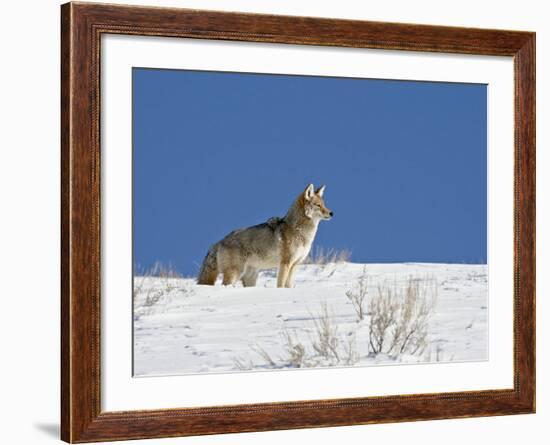 Coyote in Snow, Yellowstone National Park, Wyoming-James Hager-Framed Photographic Print