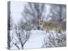 Coyote in Snow-Galloimages Online-Stretched Canvas