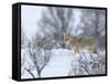 Coyote in Snow-Galloimages Online-Framed Stretched Canvas