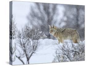 Coyote in Snow-Galloimages Online-Stretched Canvas