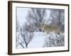 Coyote in Snow-Galloimages Online-Framed Photographic Print