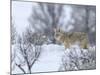 Coyote in Snow-Galloimages Online-Mounted Photographic Print