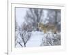 Coyote in Snow-Galloimages Online-Framed Photographic Print