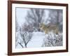 Coyote in Snow-Galloimages Online-Framed Photographic Print