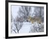 Coyote in Snow-Galloimages Online-Framed Photographic Print