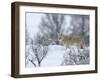 Coyote in Snow-Galloimages Online-Framed Photographic Print