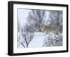 Coyote in Snow-Galloimages Online-Framed Photographic Print