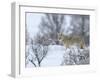 Coyote in Snow-Galloimages Online-Framed Photographic Print