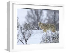 Coyote in Snow-Galloimages Online-Framed Photographic Print