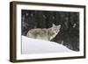 Coyote in Winter-Ken Archer-Framed Photographic Print