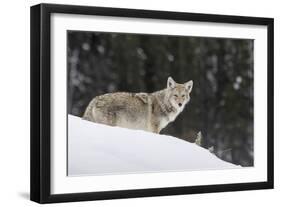 Coyote in Winter-Ken Archer-Framed Photographic Print