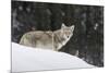 Coyote in Winter-Ken Archer-Mounted Photographic Print