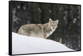 Coyote in Winter-Ken Archer-Framed Stretched Canvas