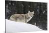 Coyote in Winter-Ken Archer-Stretched Canvas
