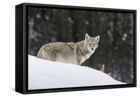 Coyote in Winter-Ken Archer-Framed Stretched Canvas